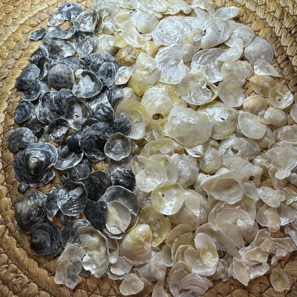 REAL HAND PICKED FLORIDA JINGLE SHELLS SEASHELLS DIY CRAFTING CRAFTS MIXED LOT - Picture 4 of 16